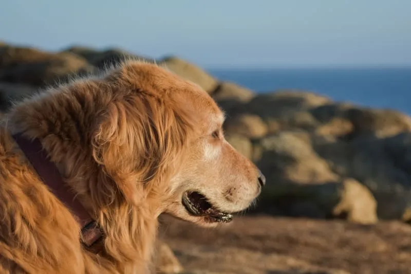 Signs of Joint Pain in Dogs: Types, Causes and Treatment