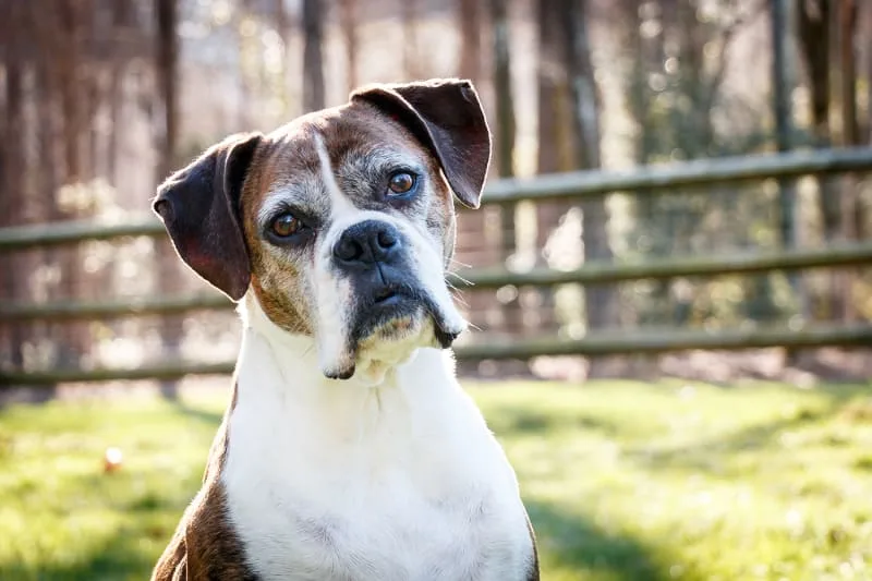 Dog Tooth Extraction Process & Recovery