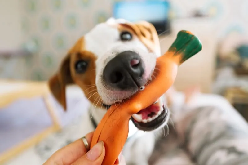 How Much Do Dogs Really Cost?