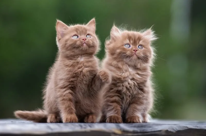 Does my cat need a friend?