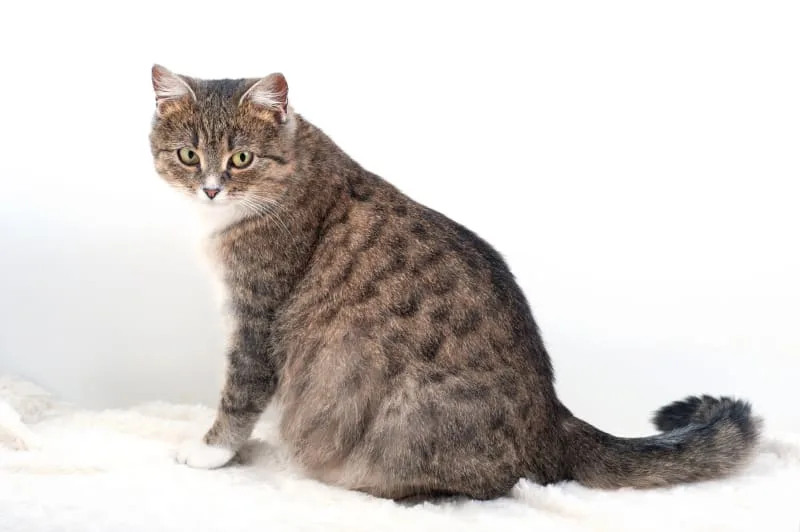 Is my cat pregnant?