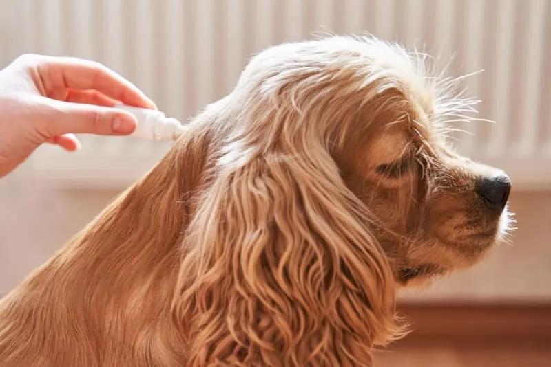 Importance of Parasite Control in Dogs