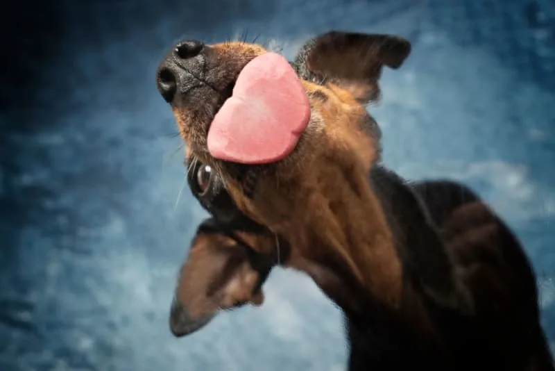 Bad Breath in Dogs: Causes & Remedies