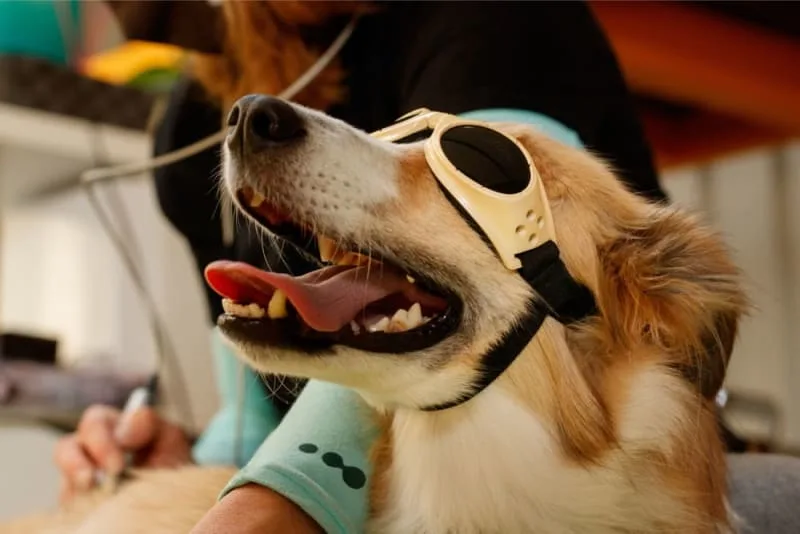 Cold Laser Therapy for Pets