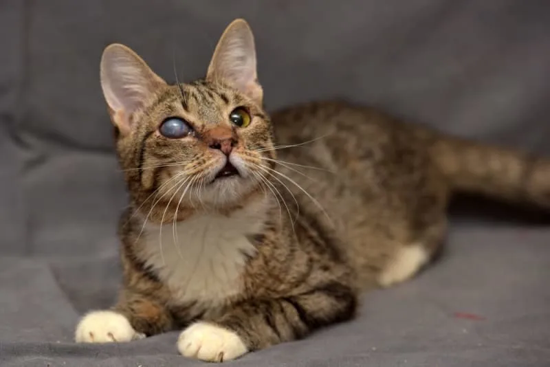 Cataracts in Cats