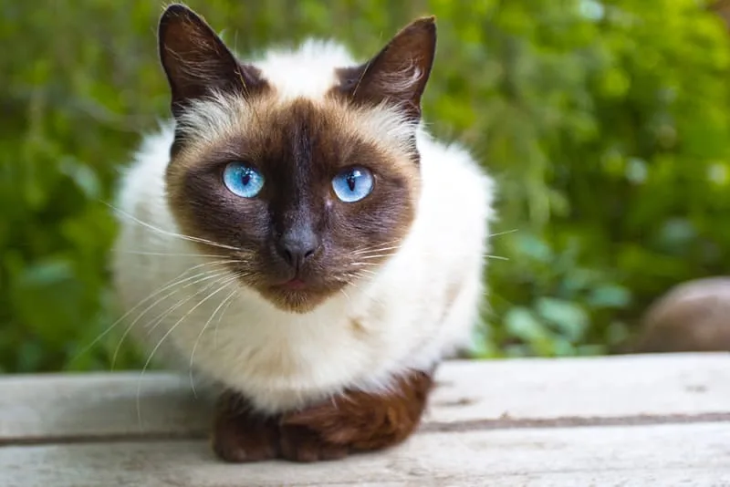 Cat Pneumonia - What You Need to Know