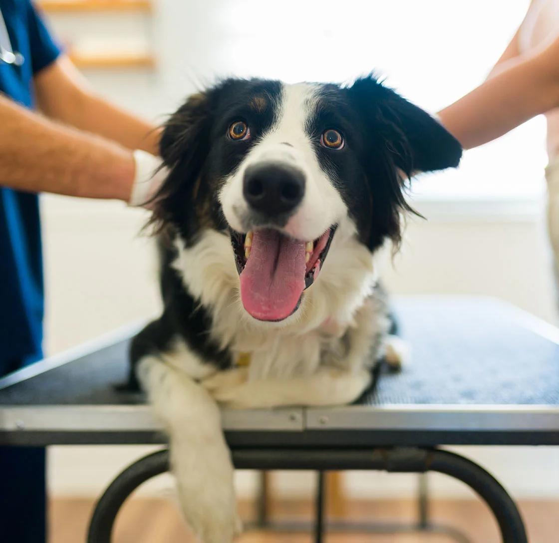 happy black and white dog on exam table