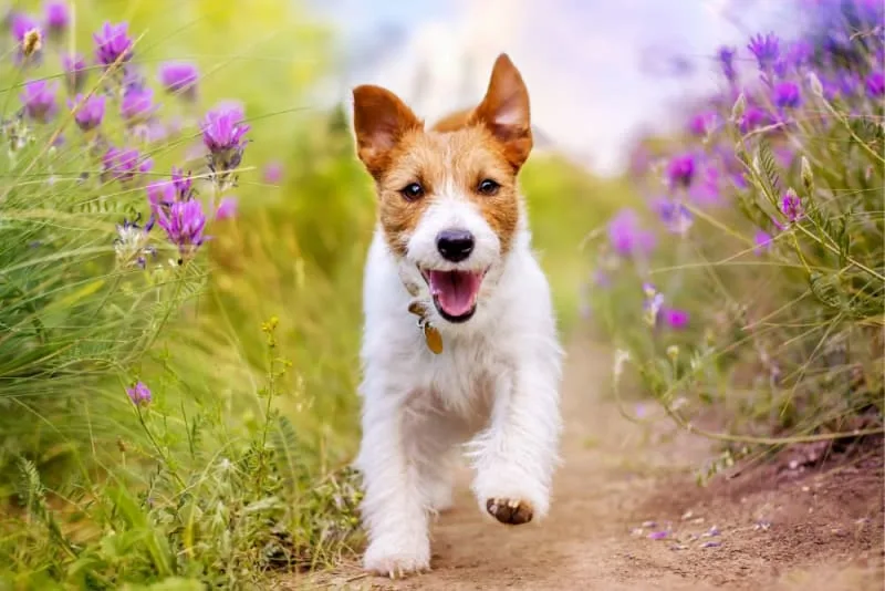 Dog Behavior Change After Vaccination