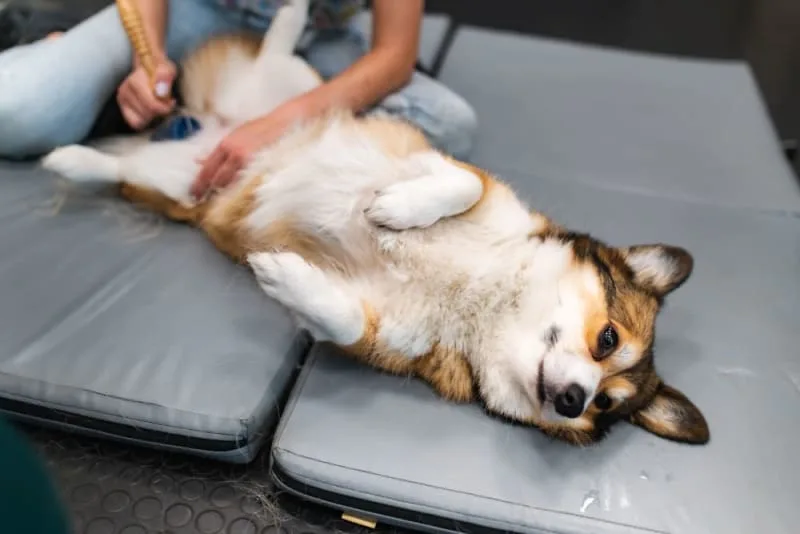 Exploring Examples of Therapeutic Exercises for Optimal Dog Health