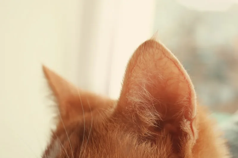 Ear Hematoma Surgery in Cats
