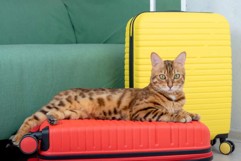 How to Travel With a Cat: Tips for a Low-stress Trip