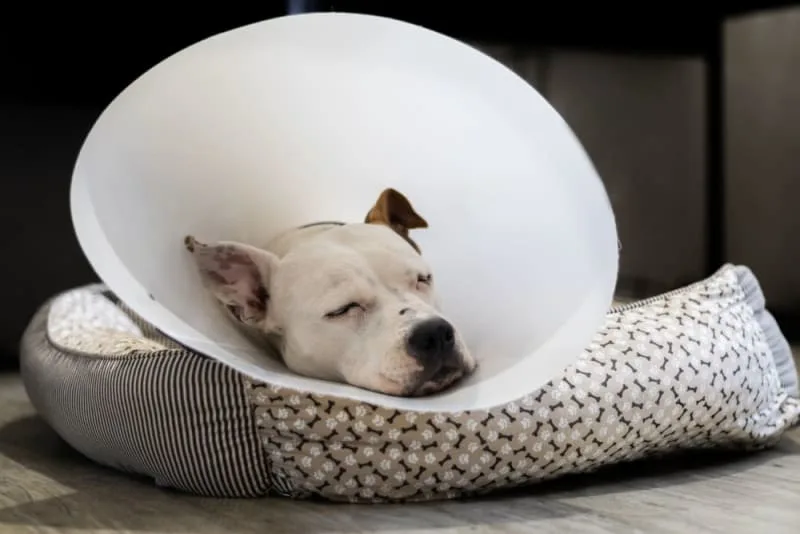 Managing Dog Pain After Neutering