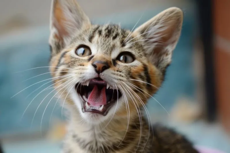 Teething in Kittens