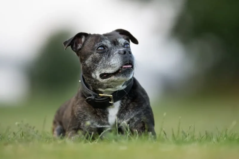 My Dog Ate Gum: Is That Dangerous?