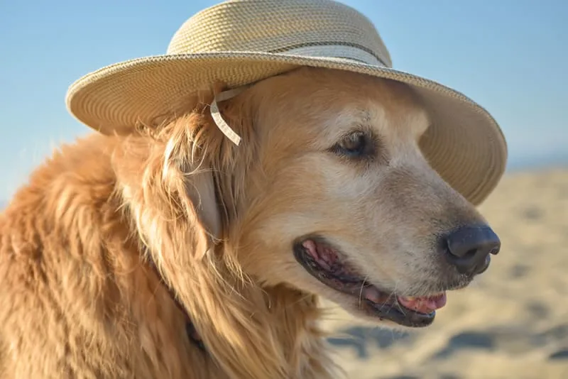 How to Make an Old Dog Comfortable, Happy & Healthy