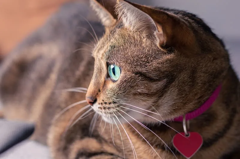 Signs That a Cat is In Pain