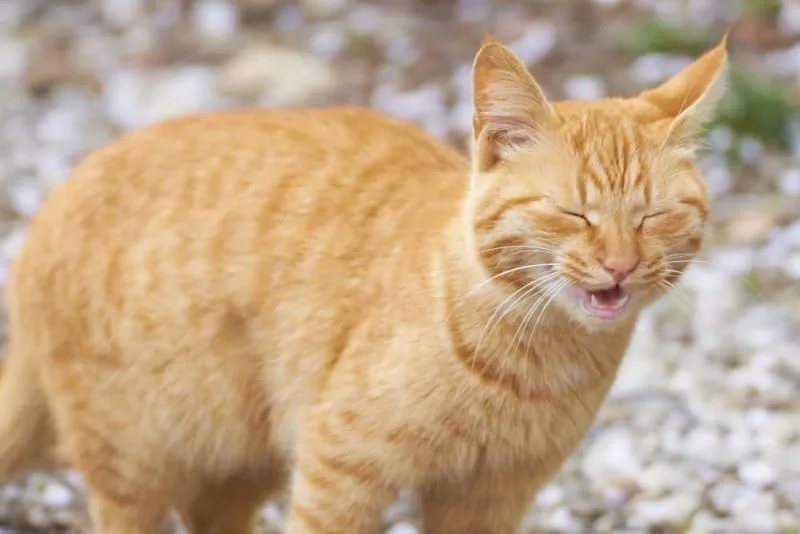 Can Cats Get a Cold?