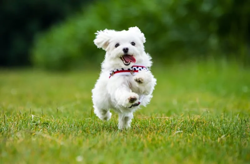 Everything You Need To Know About Parvo in Dogs