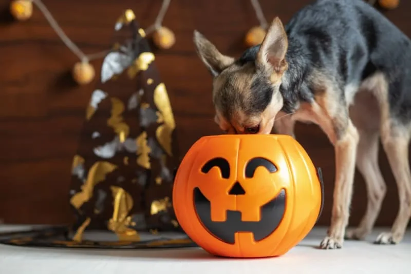 Spooky Season at Spinnaker Veterinary Clinic!