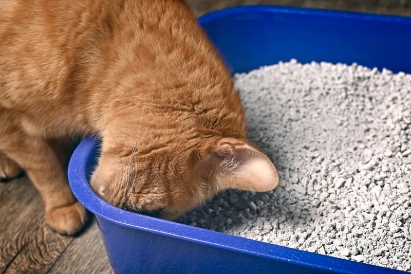 Constipation in Cats