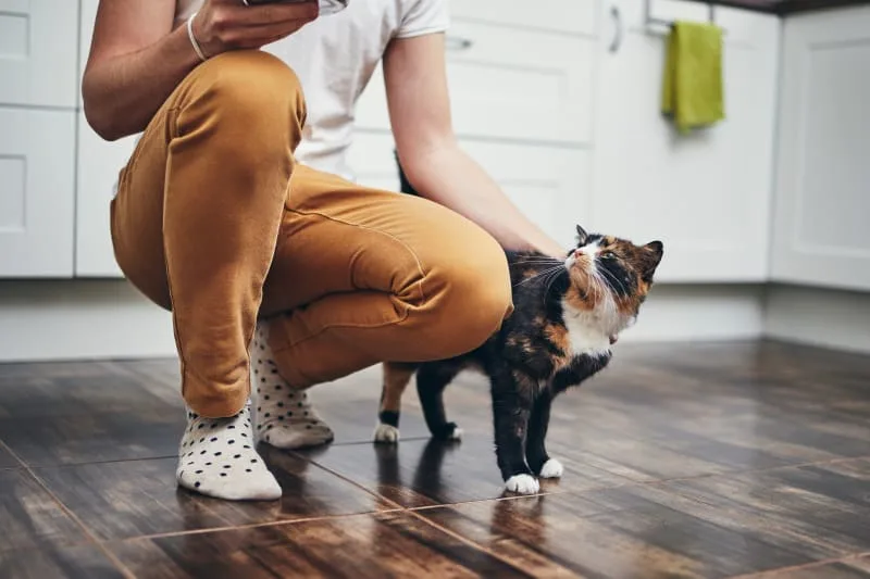 Why Indoor Cats Need Vaccinations