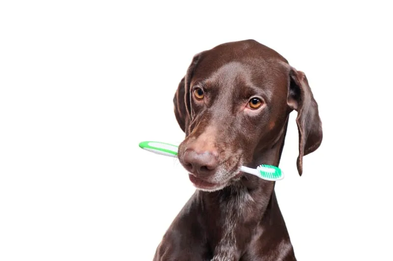 Dog Dental Care: How to Clean a Dog's Mouth