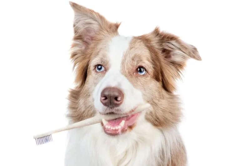 Dental Care for Senior Dogs