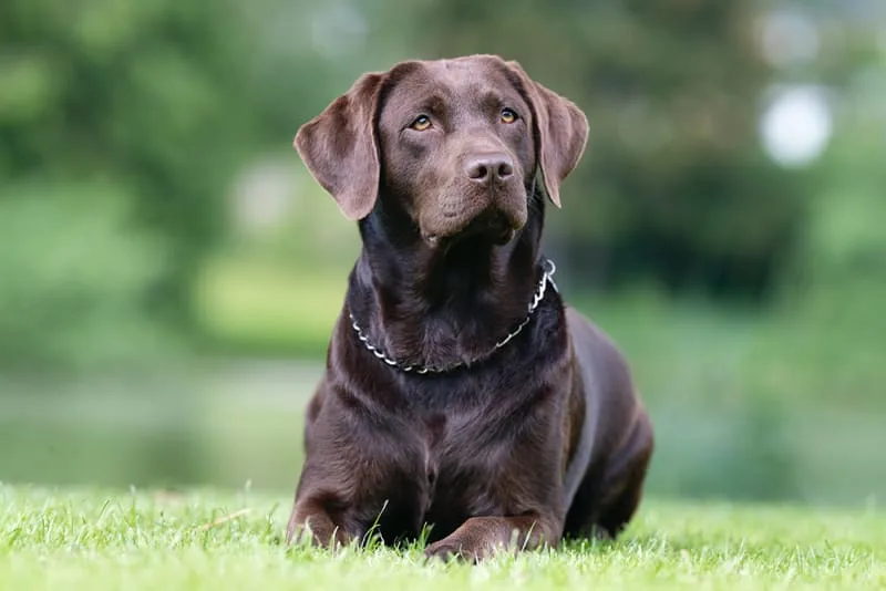 Signs a Dog Is In Pain