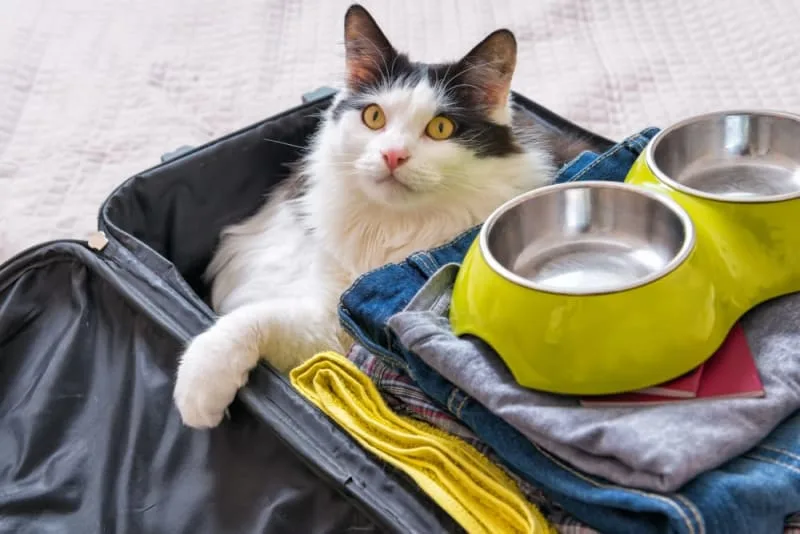 How to Travel With a Cat: Tips for a Low-stress Trip