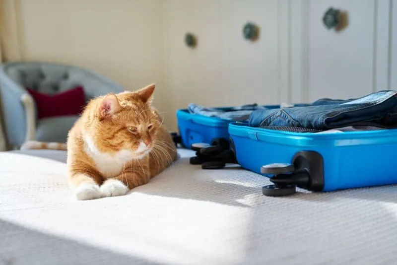 Where Can I Leave My Cat While On Vacation?