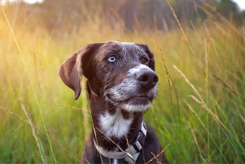 Senior Dogs Care: Tips & Tricks