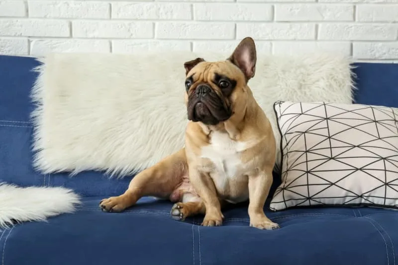 Dog Intestinal Blockage Surgery