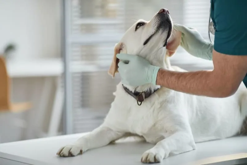 Parainfluenza in Dogs