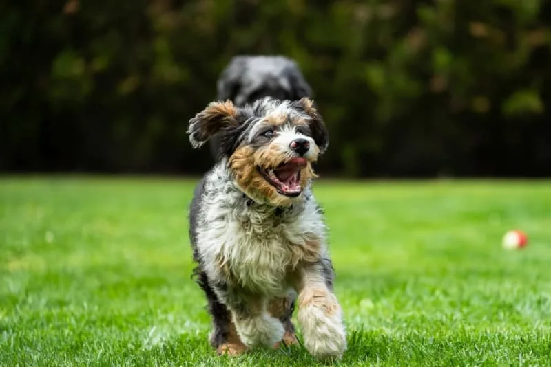 Why is my dog breathing so fast?