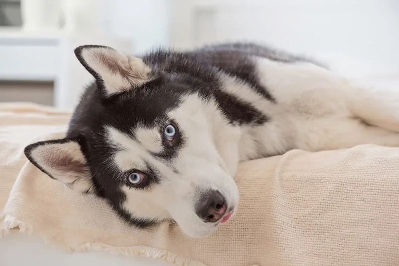 Common Dog Illnesses Symptom Checker