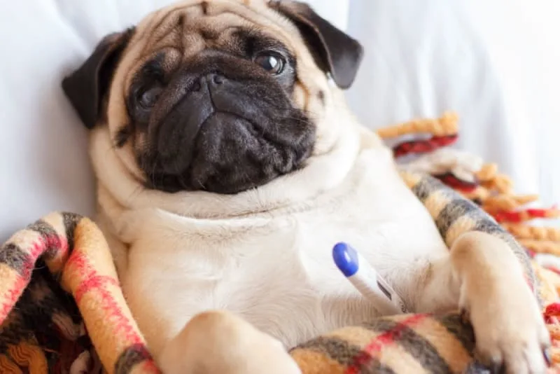 Fever In Dogs