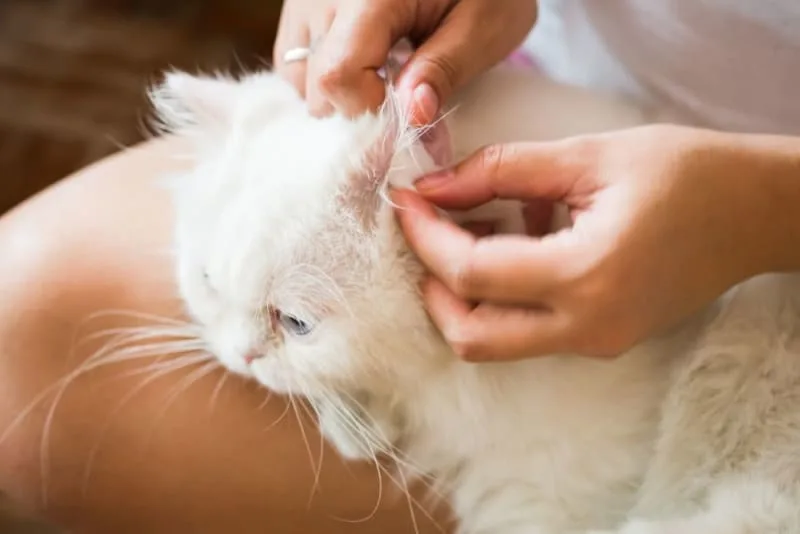 Aural Hematoma in Cats: When is Surgery Needed?