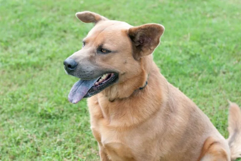 Cyanosis in Dogs