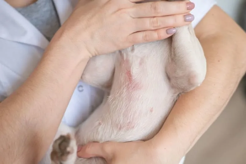 Dog Skin Allergies - Causes, Symptoms & Treatments