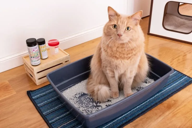 Cat Urinary Tract Infections and Diseases: Symptoms, Treatment & Recovery