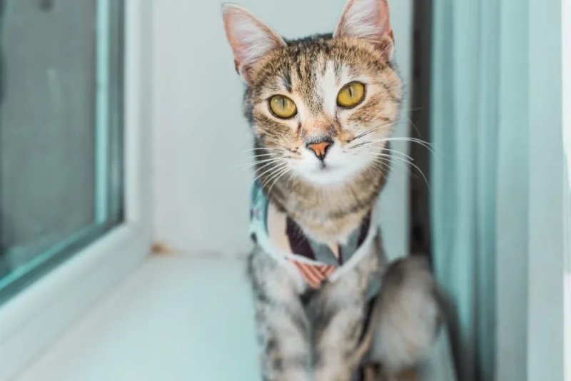 How old do kittens have to be get fixed?