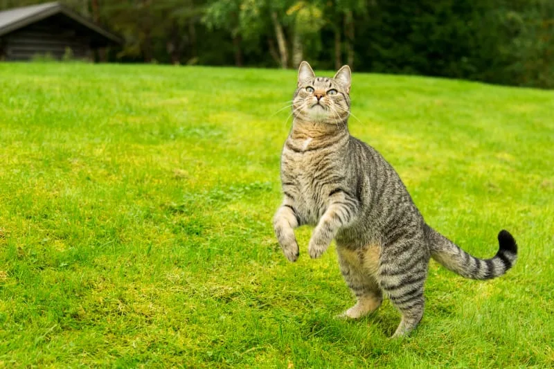 Why Is My Cat Limping
