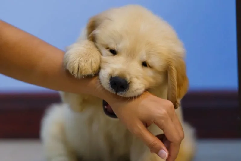 How to Stop Puppy Biting