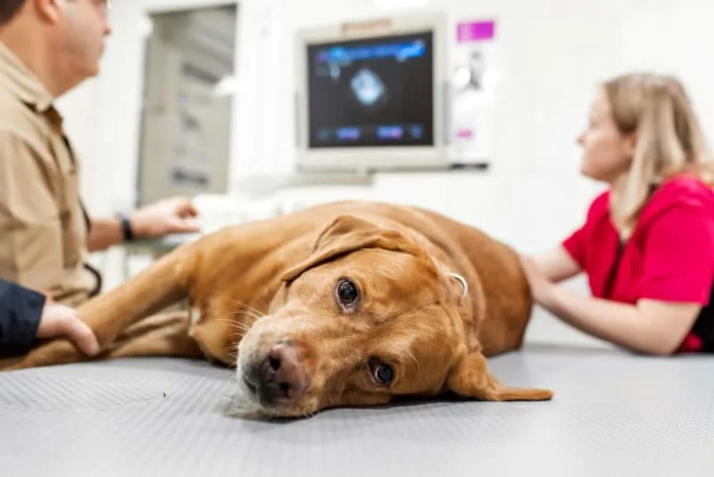 What is animal critical care?
