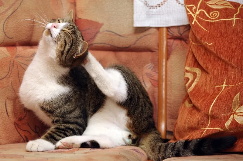 How To Treat Ear Mites in Cats