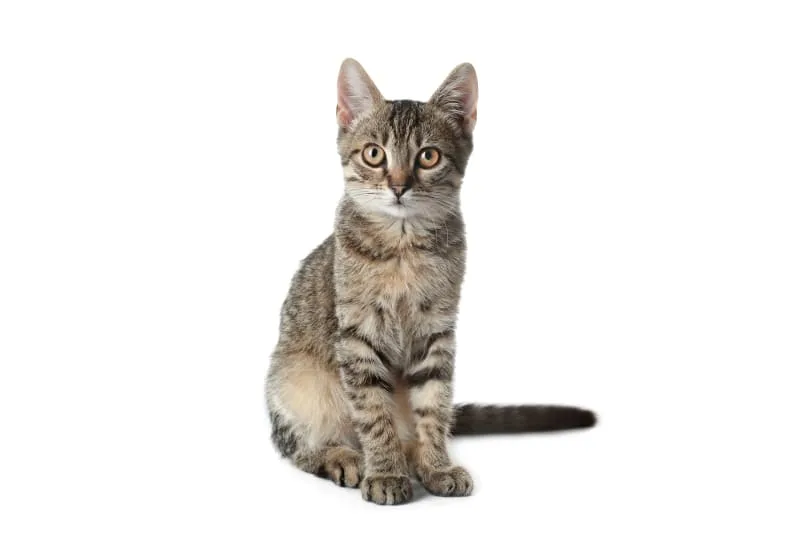How often should I take my cat to the vet?