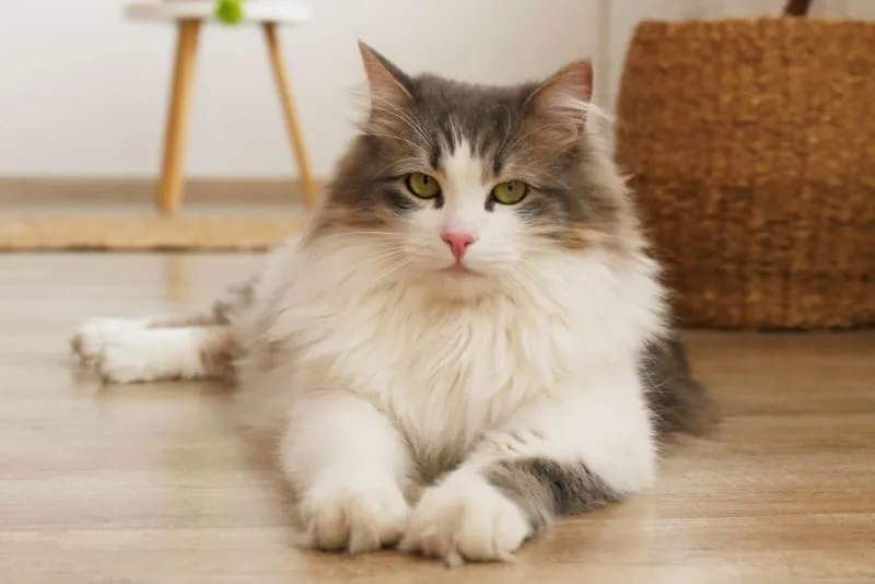 Tips for Grooming Long-Haired Cats