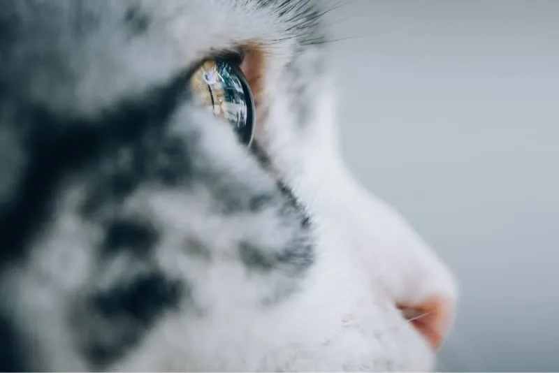 Cataracts in Cats
