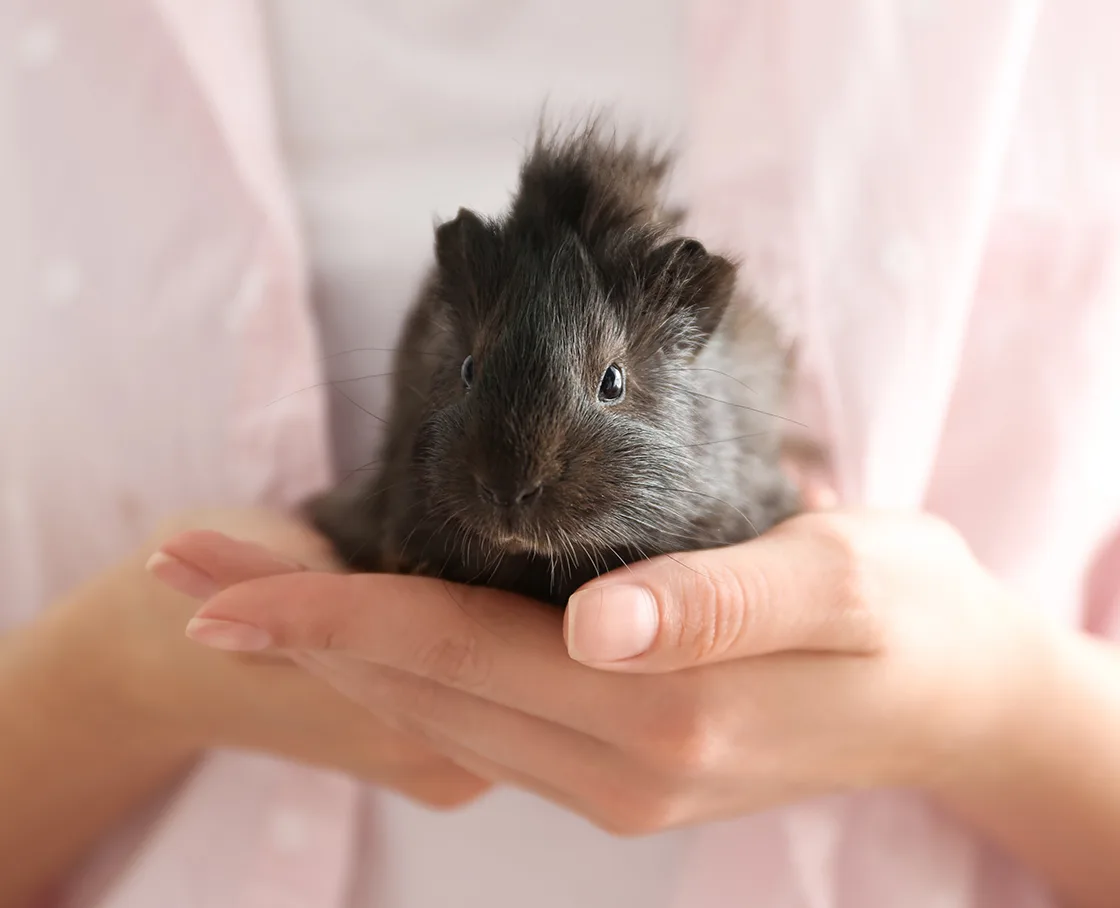 Girl in pink holding gray baby guinea pig