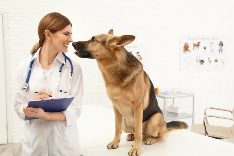 Preventive Health Care Guidelines for Dogs
